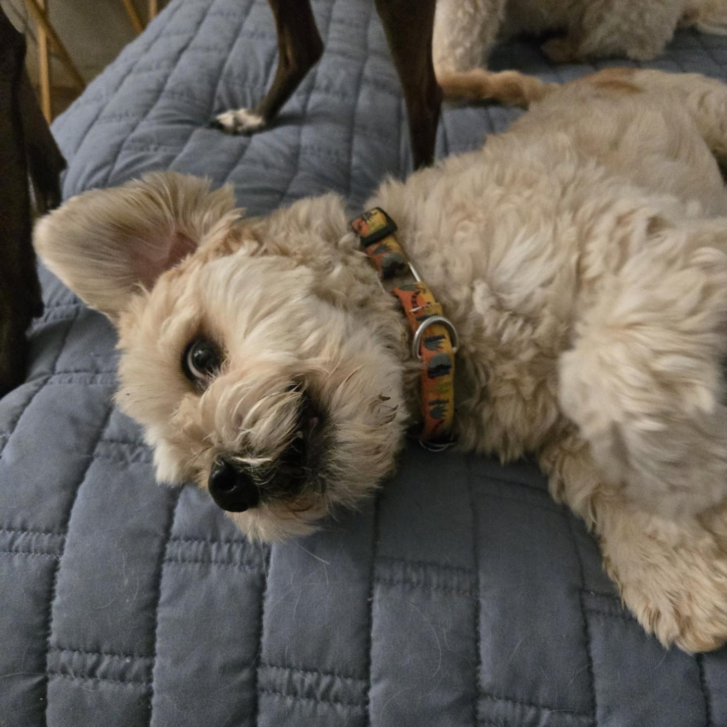 Benji, an adopted mixed breed in Gilbert, AZ image 3/3