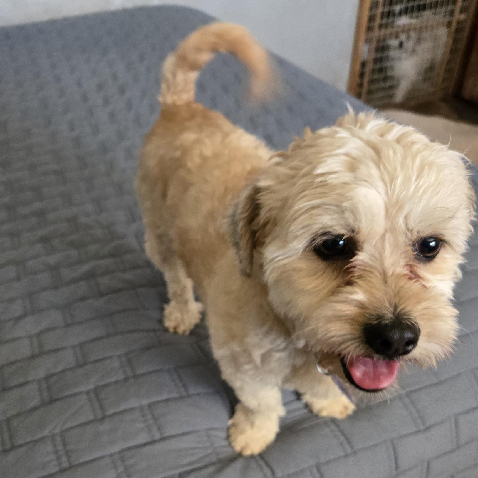 Benji, an adopted mixed breed in Gilbert, AZ image 2/3
