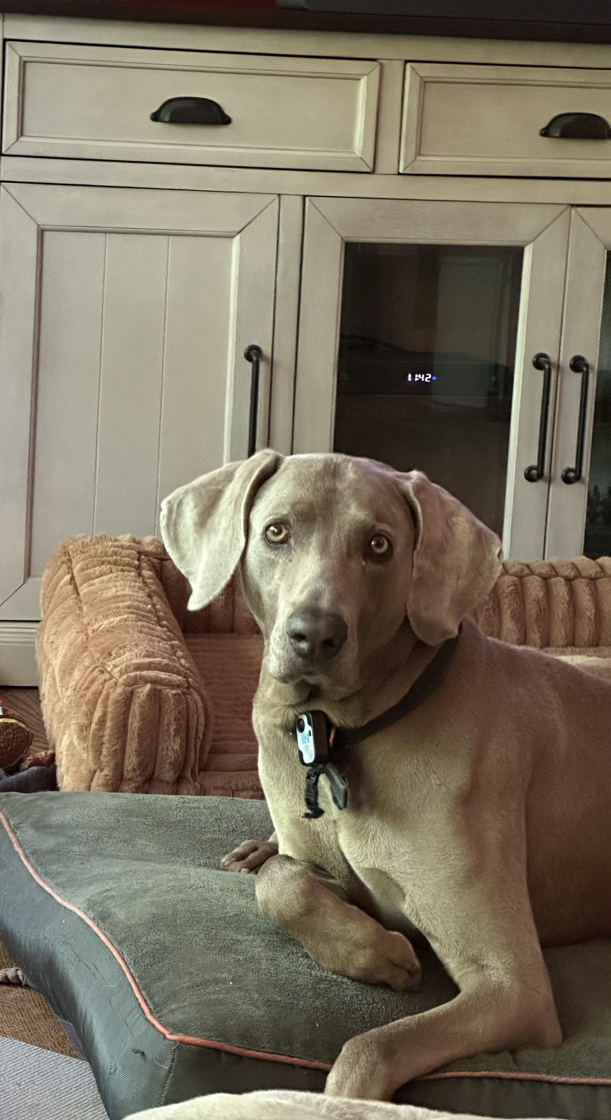 Enlarge Roman, a ADOPTABLE Weimaraner in Jeffersonville, IN image 1/5