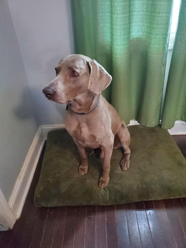 Enlarge Roman, a ADOPTABLE Weimaraner in Jeffersonville, IN image 2/5