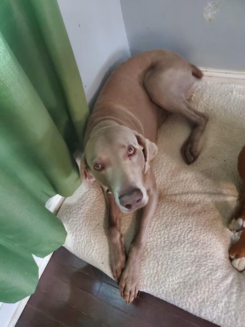 Enlarge Roman, a ADOPTABLE Weimaraner in Jeffersonville, IN image 4/5