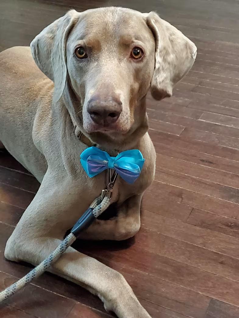 Enlarge Roman, a ADOPTABLE Weimaraner in Jeffersonville, IN image 3/5