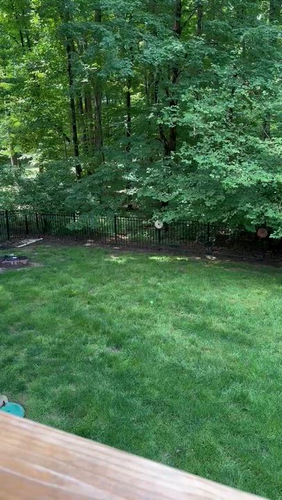 Enlarge Roman, a ADOPTABLE Weimaraner in Jeffersonville, IN video 5/5