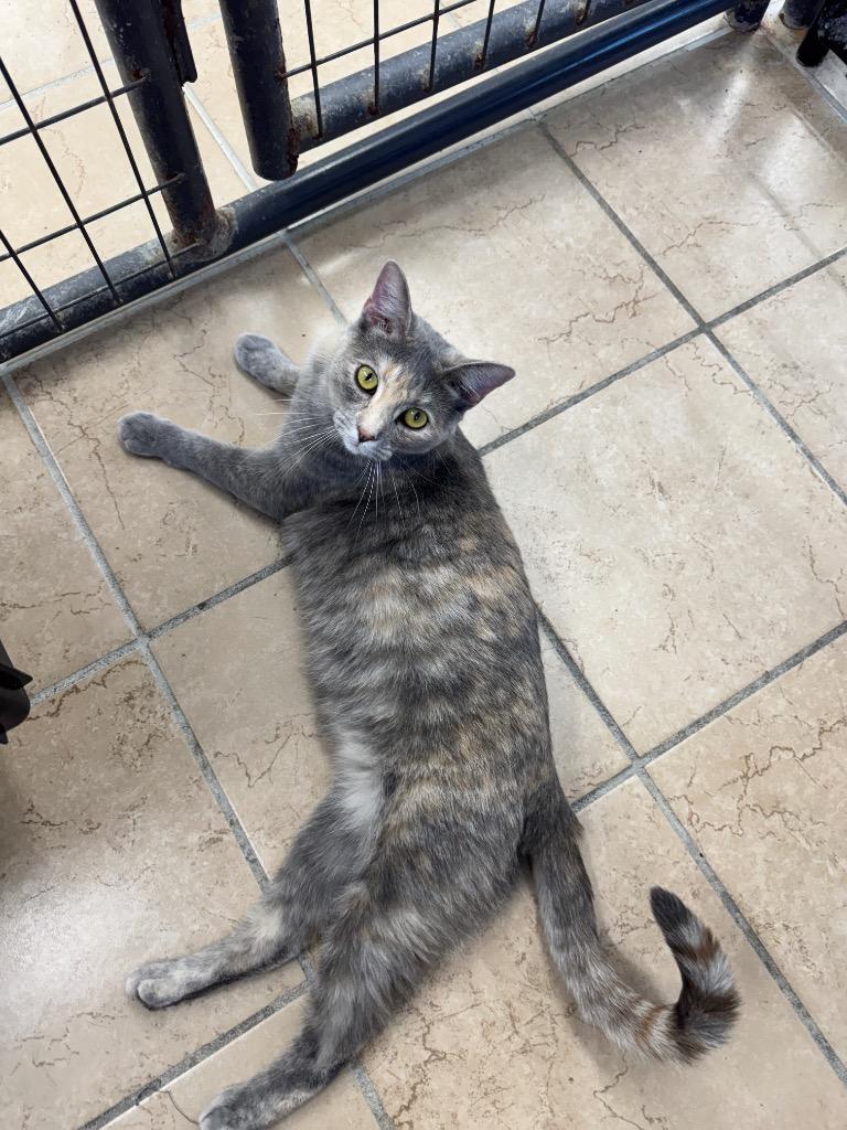 Enlarge Piper, a Adoptable mixed breed in Hastings, NE image 1/1