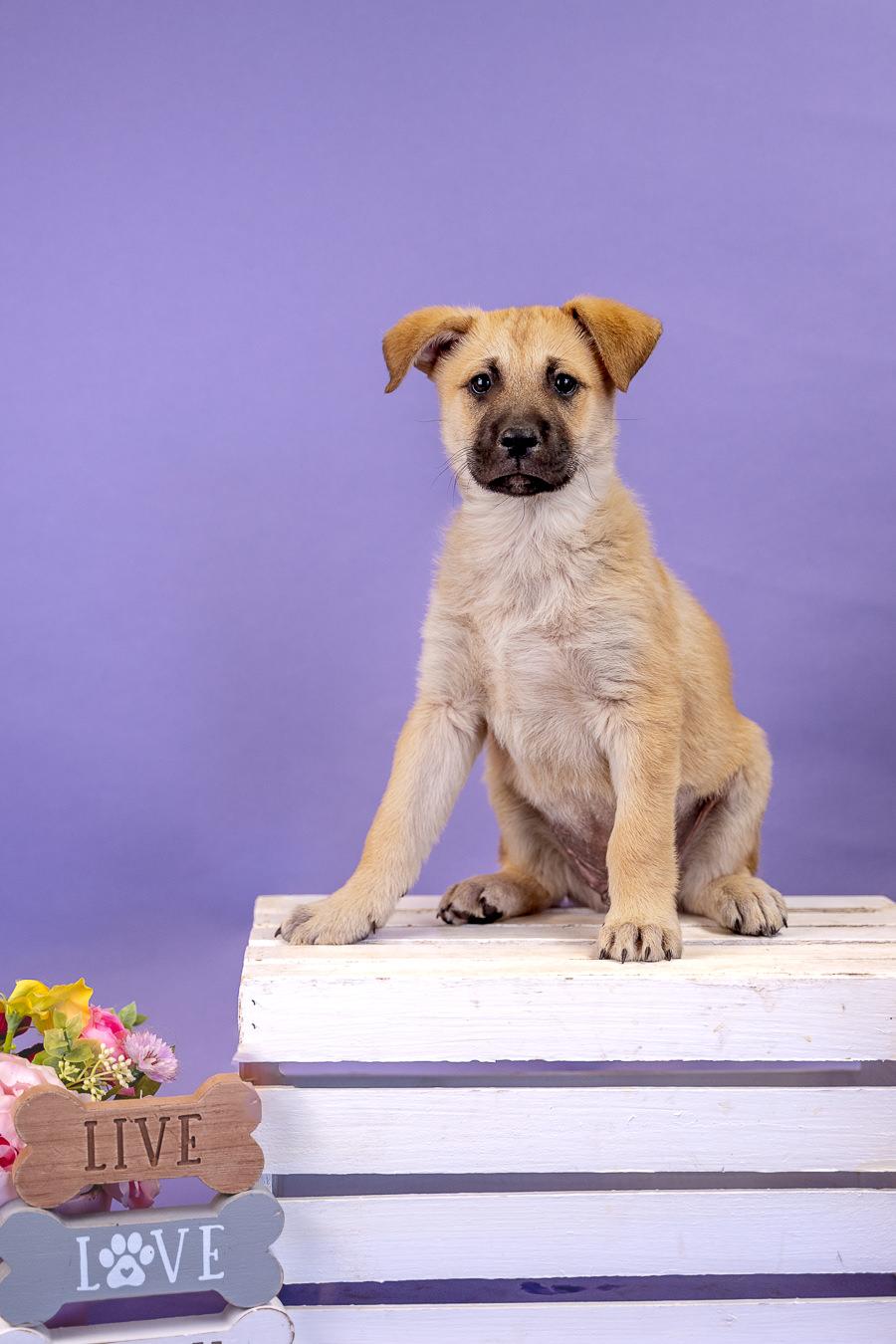413-26, ADOPTABLE, Puppy Male Shepherd.