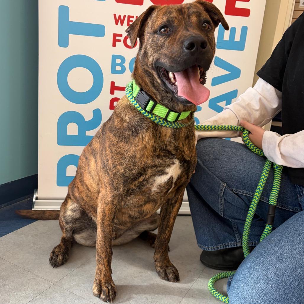 Boone, Adoptable, Adult Male Mixed Breed.