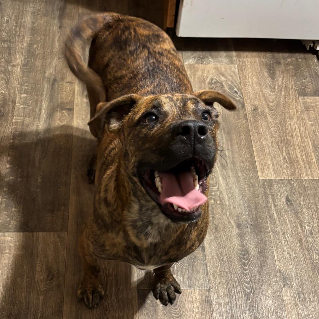 Boone, a Adoptable Mixed Breed in Morrisville, VT image 2/5