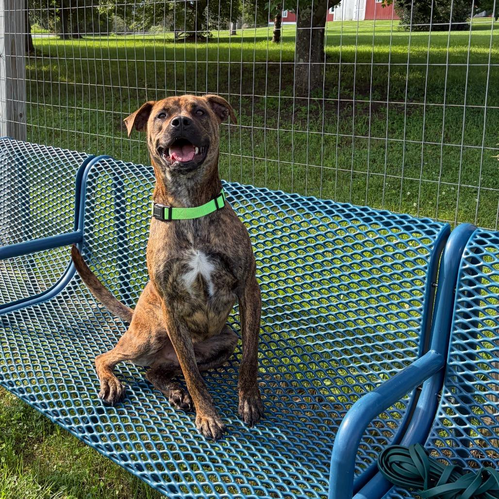 Boone, a Adoptable Mixed Breed in Morrisville, VT image 3/6