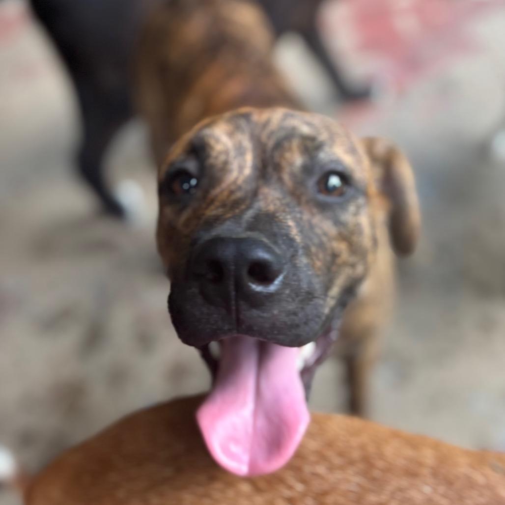 Boone, a Adoptable Mixed Breed in Morrisville, VT image 3/5