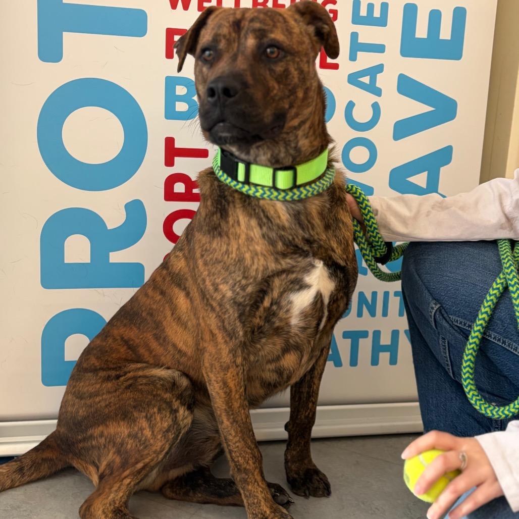 Boone, a Adoptable Mixed Breed in Morrisville, VT image 4/5