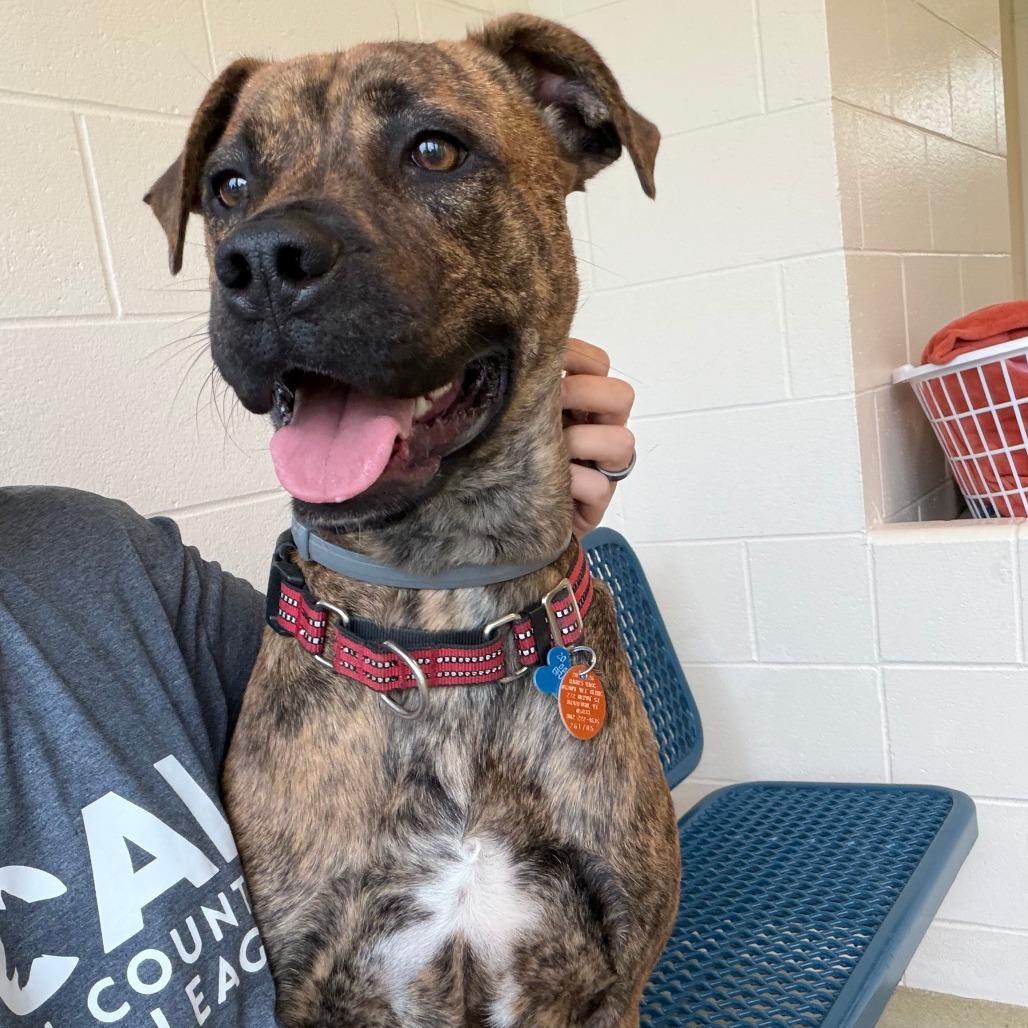 Boone, a Adoptable Mixed Breed in Morrisville, VT image 5/5