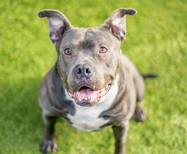 Enlarge LOLA, a Adoptable Pit Bull Terrier in San Jose, CA image 1/1