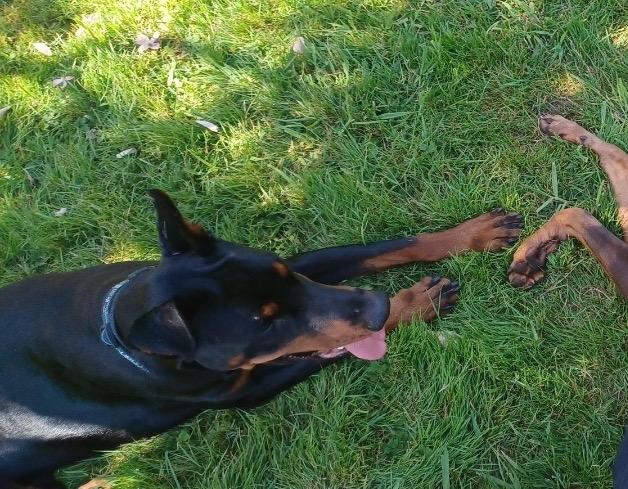 Zuko, Adopted, Adult Male Doberman Pinscher.