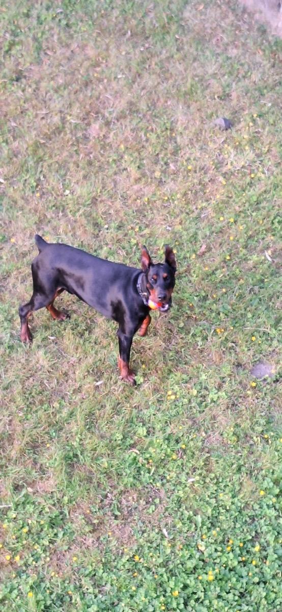 Zuko, a Adopted Doberman Pinscher in Shoreline, WA image 2/6