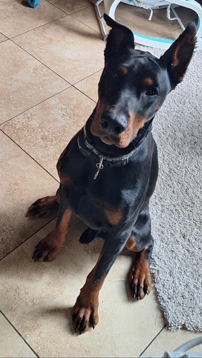 Zuko, a Adopted Doberman Pinscher in Shoreline, WA image 3/6