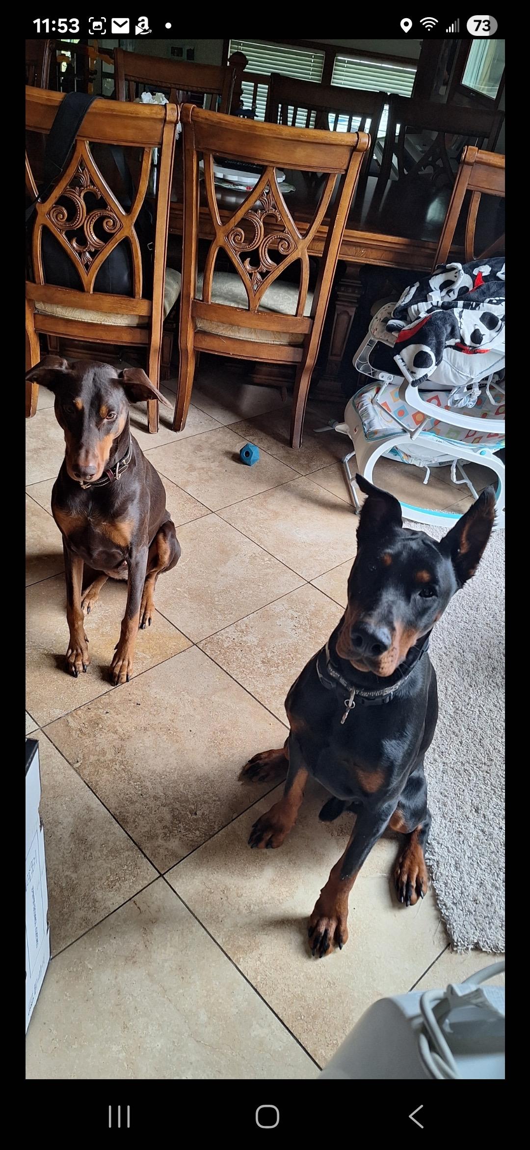 Zuko, a Adopted Doberman Pinscher in Shoreline, WA image 4/6