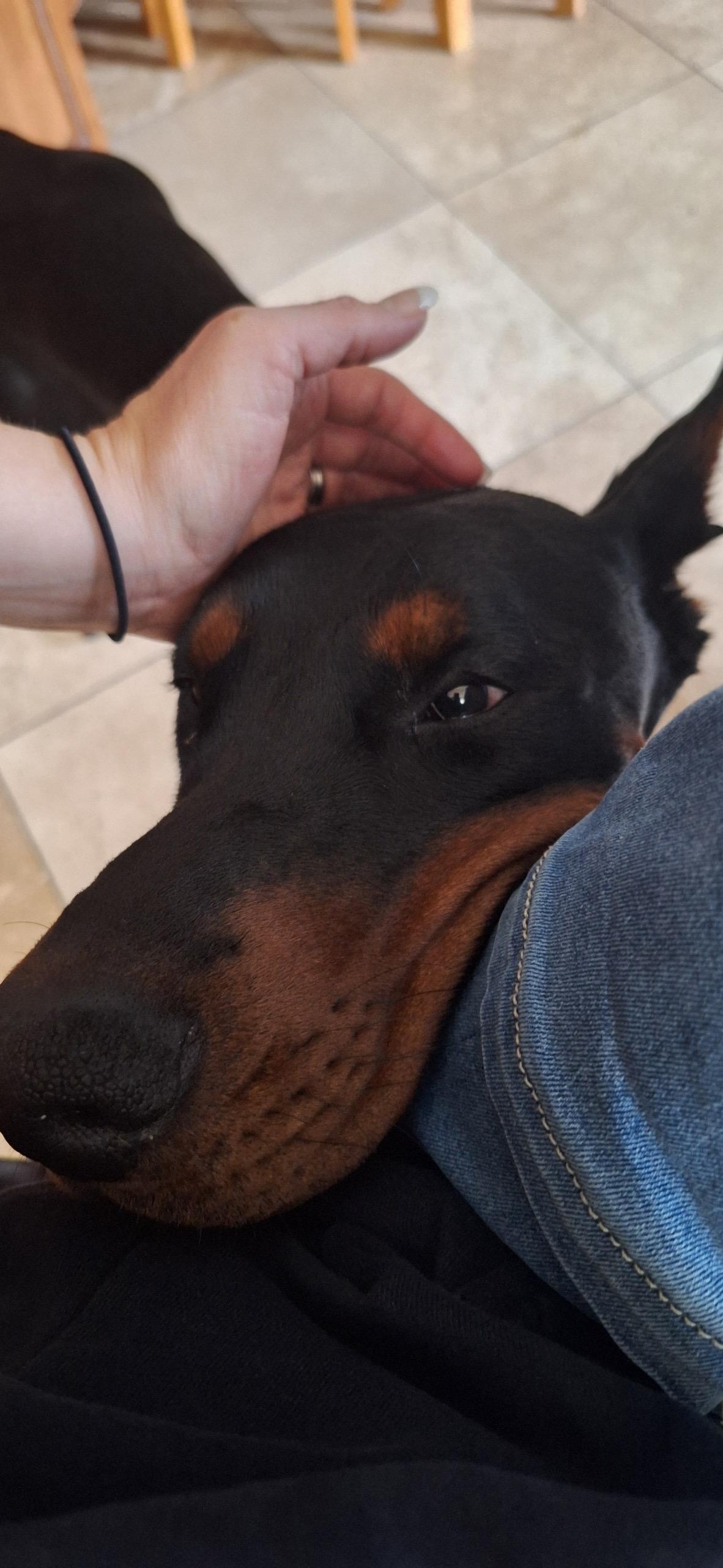 Zuko, a Adopted Doberman Pinscher in Shoreline, WA image 5/6