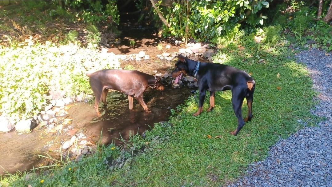Zuko, Adopted, Adult Male Doberman Pinscher.