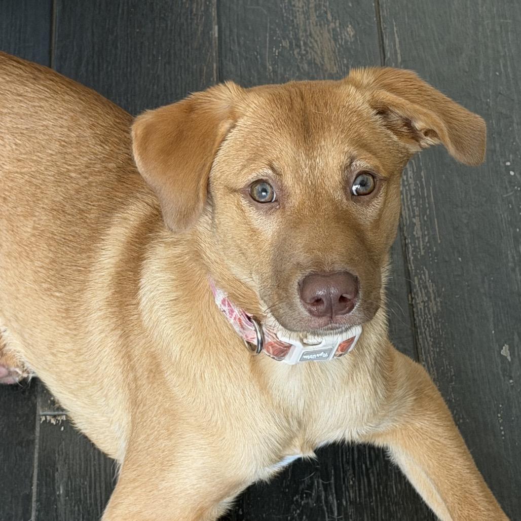 Pumpkin, Adoptable, Puppy Female Labrador Retriever.