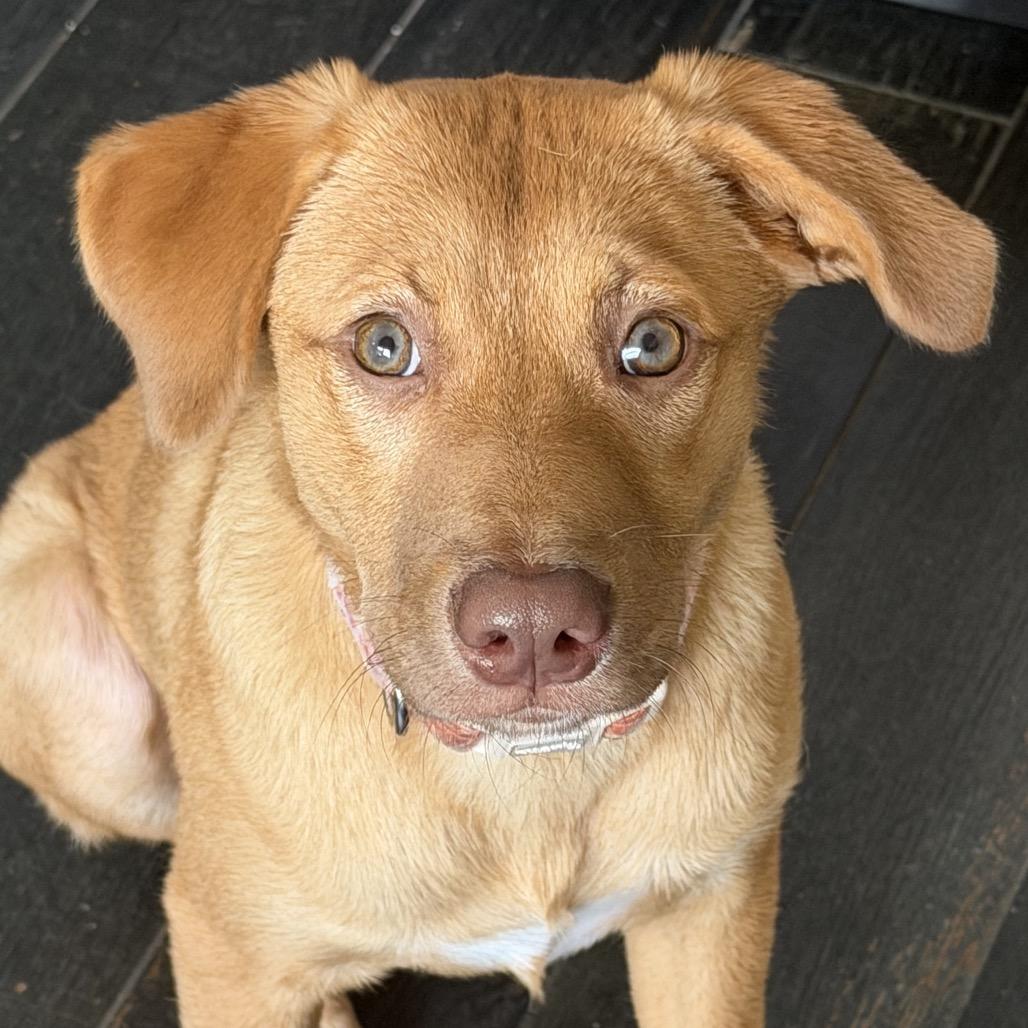 Enlarge Pumpkin, a Adoptable Labrador Retriever in Lake Hopatcong, NJ image 2/2