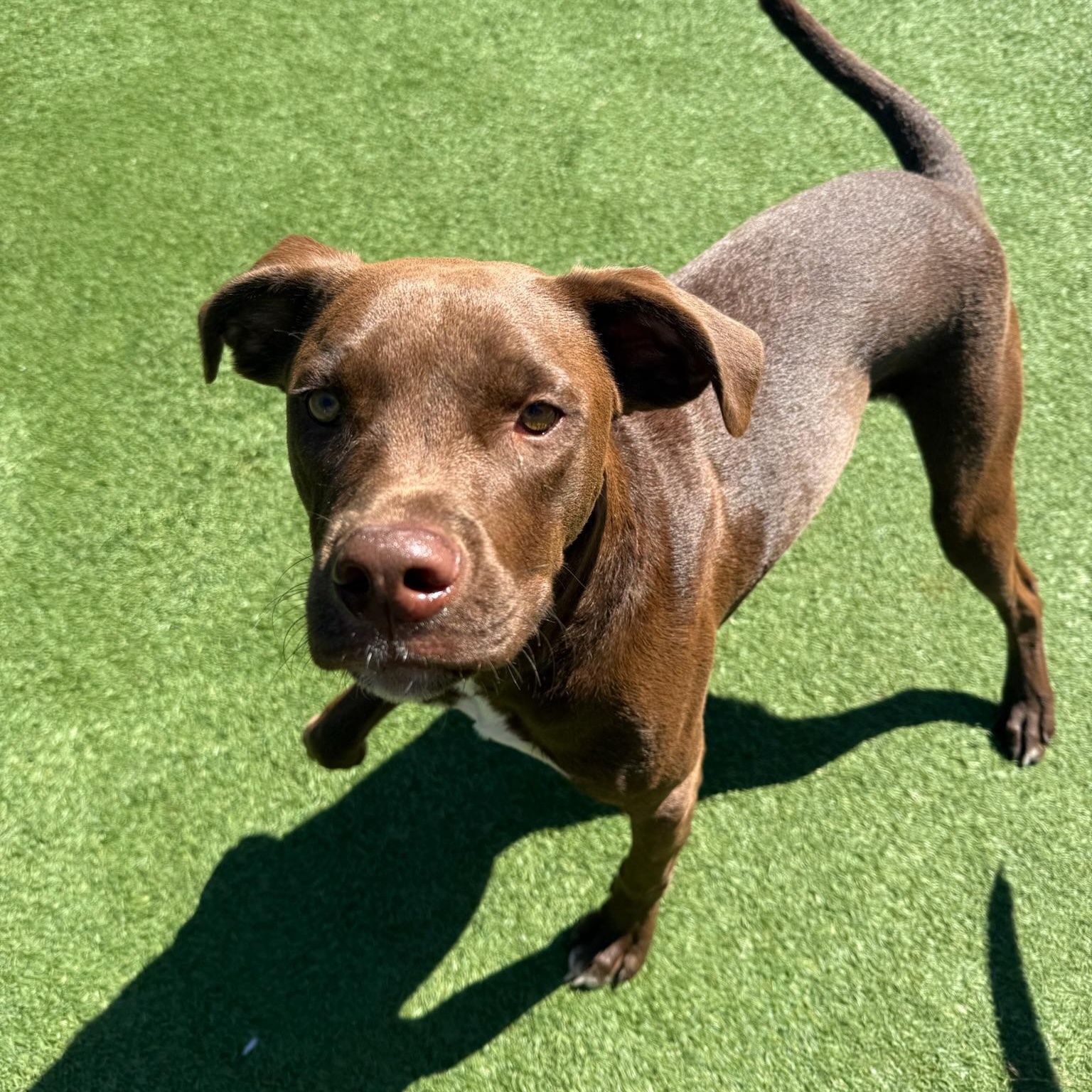 Enlarge Caine, an adopted mixed breed in Groton, CT image 4/5