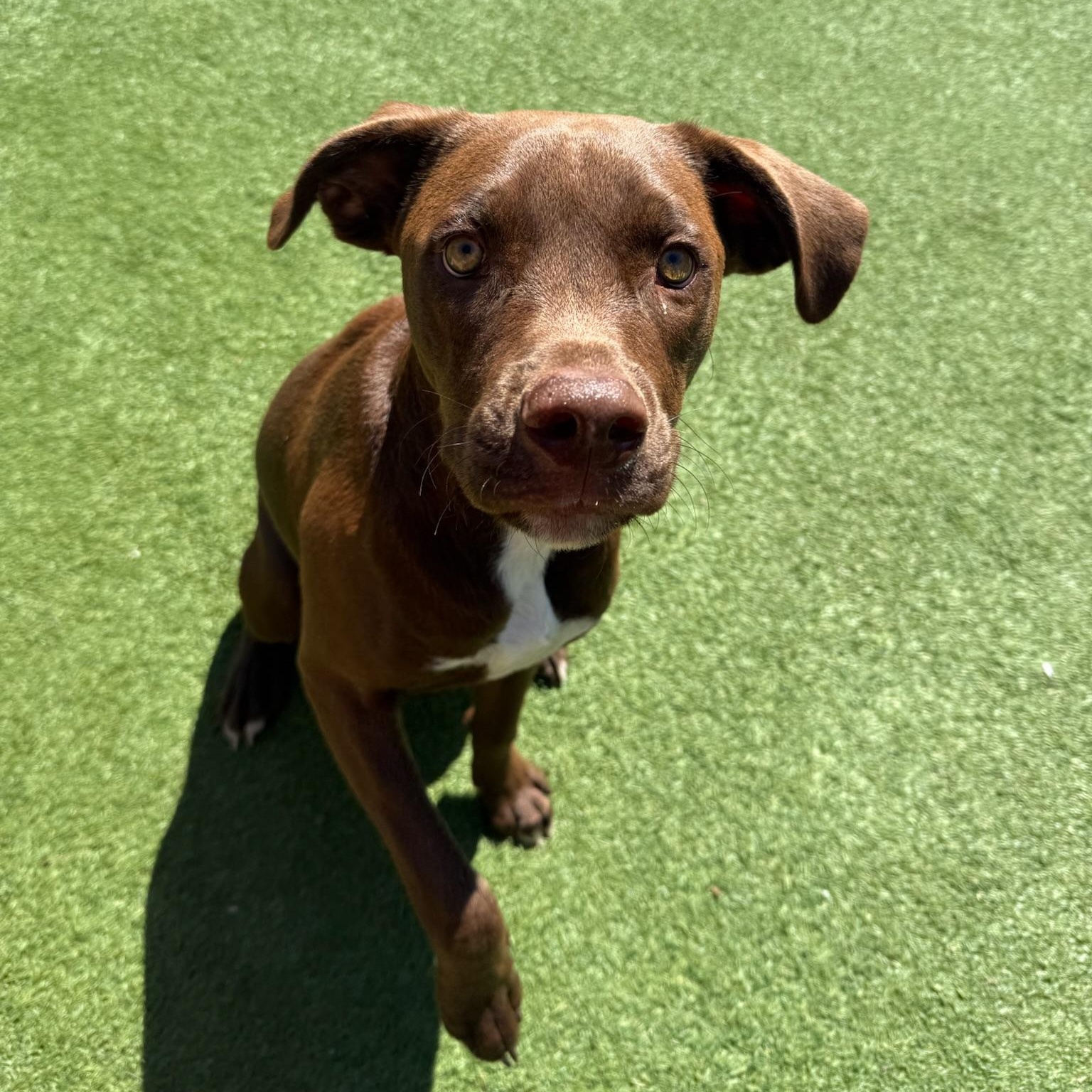 Enlarge Caine, an adopted mixed breed in Groton, CT image 5/5