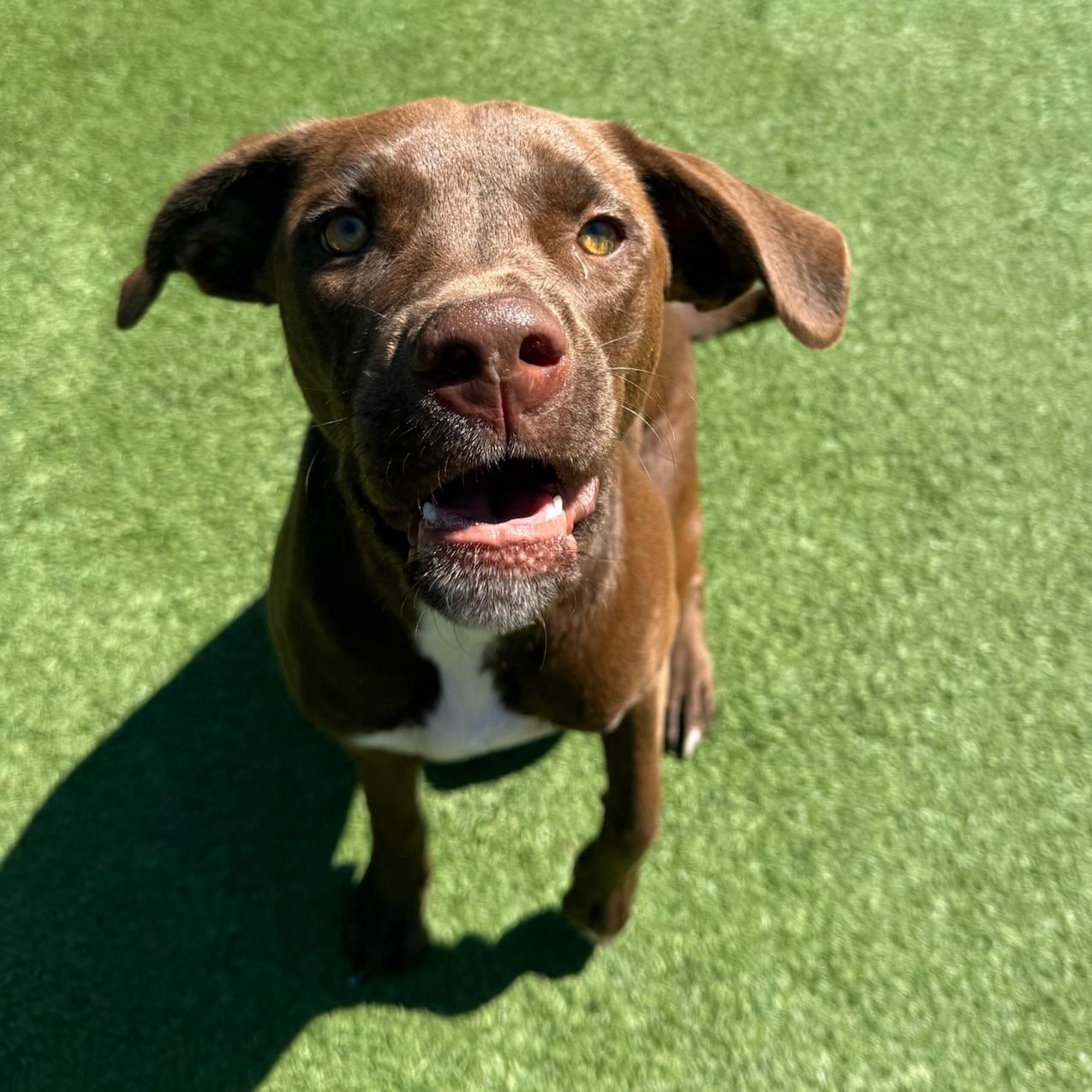 Enlarge Caine, an adopted mixed breed in Groton, CT image 2/5