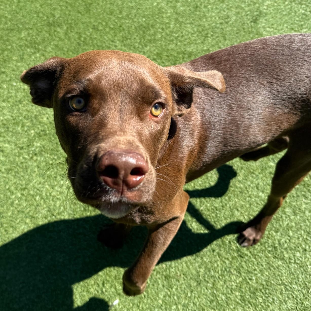 Enlarge Caine, an adopted mixed breed in Groton, CT image 3/5