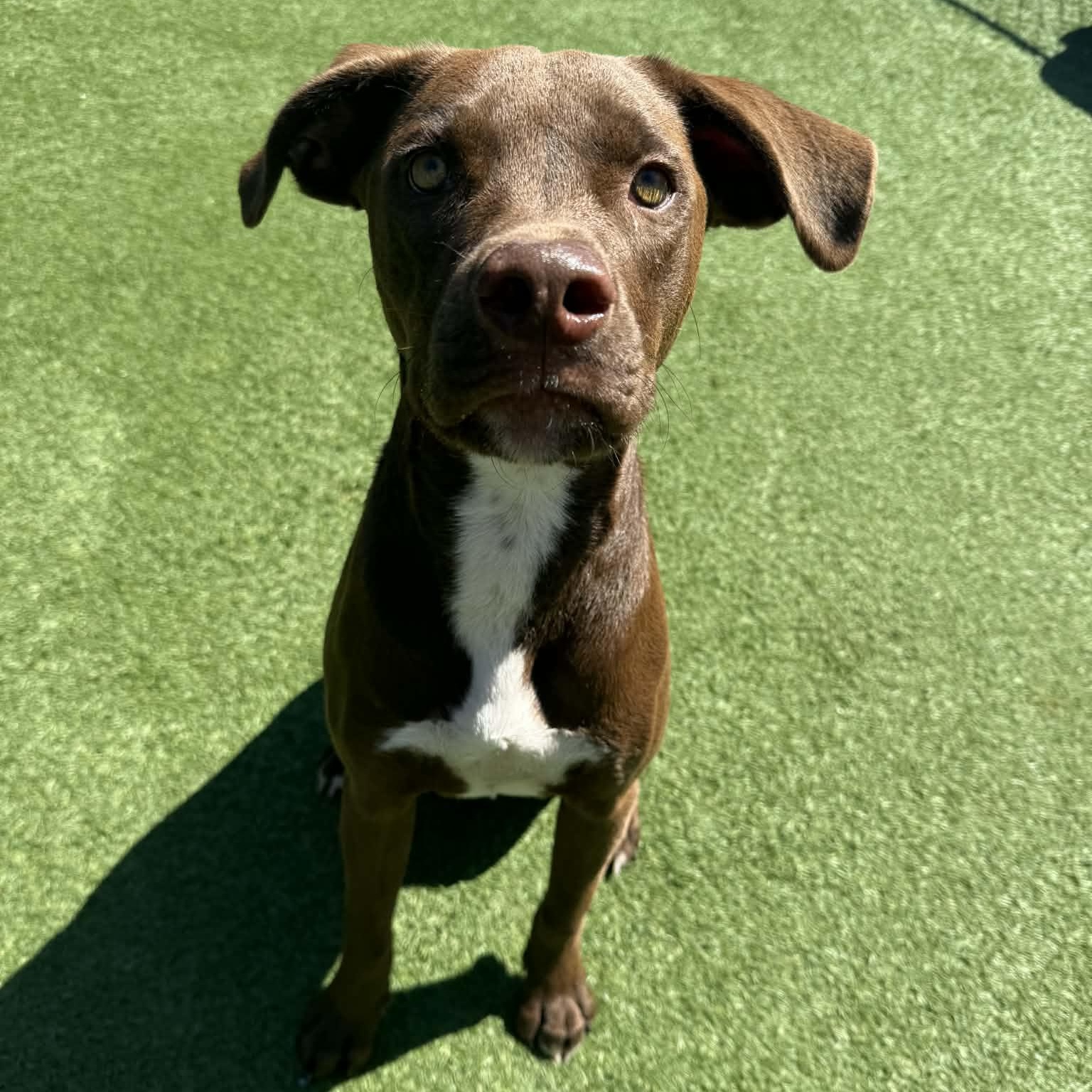 Caine, adopted, Young Male Chocolate Labrador Retriever.