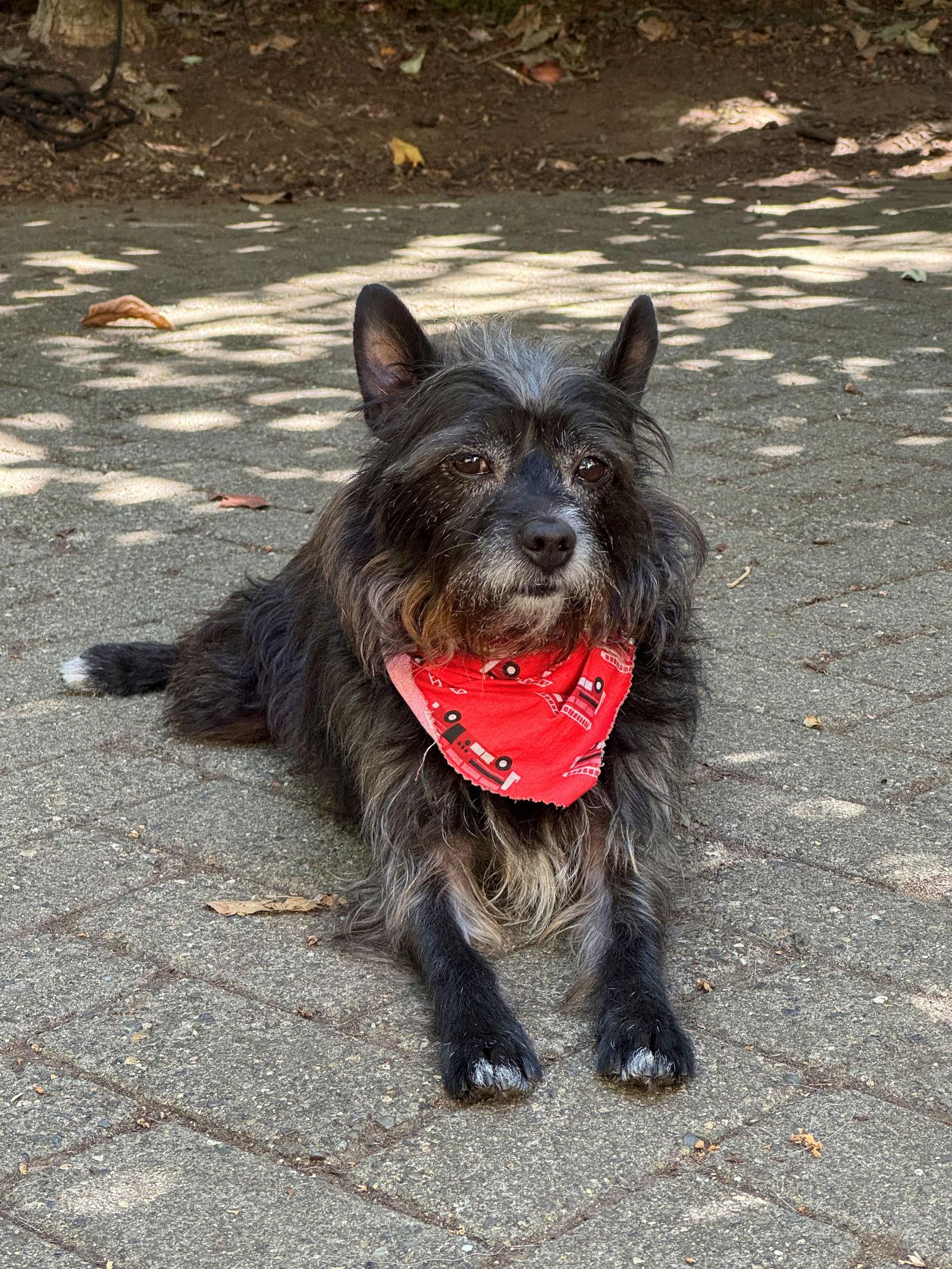 Scruffy, Adopted, Adult Male Terrier.