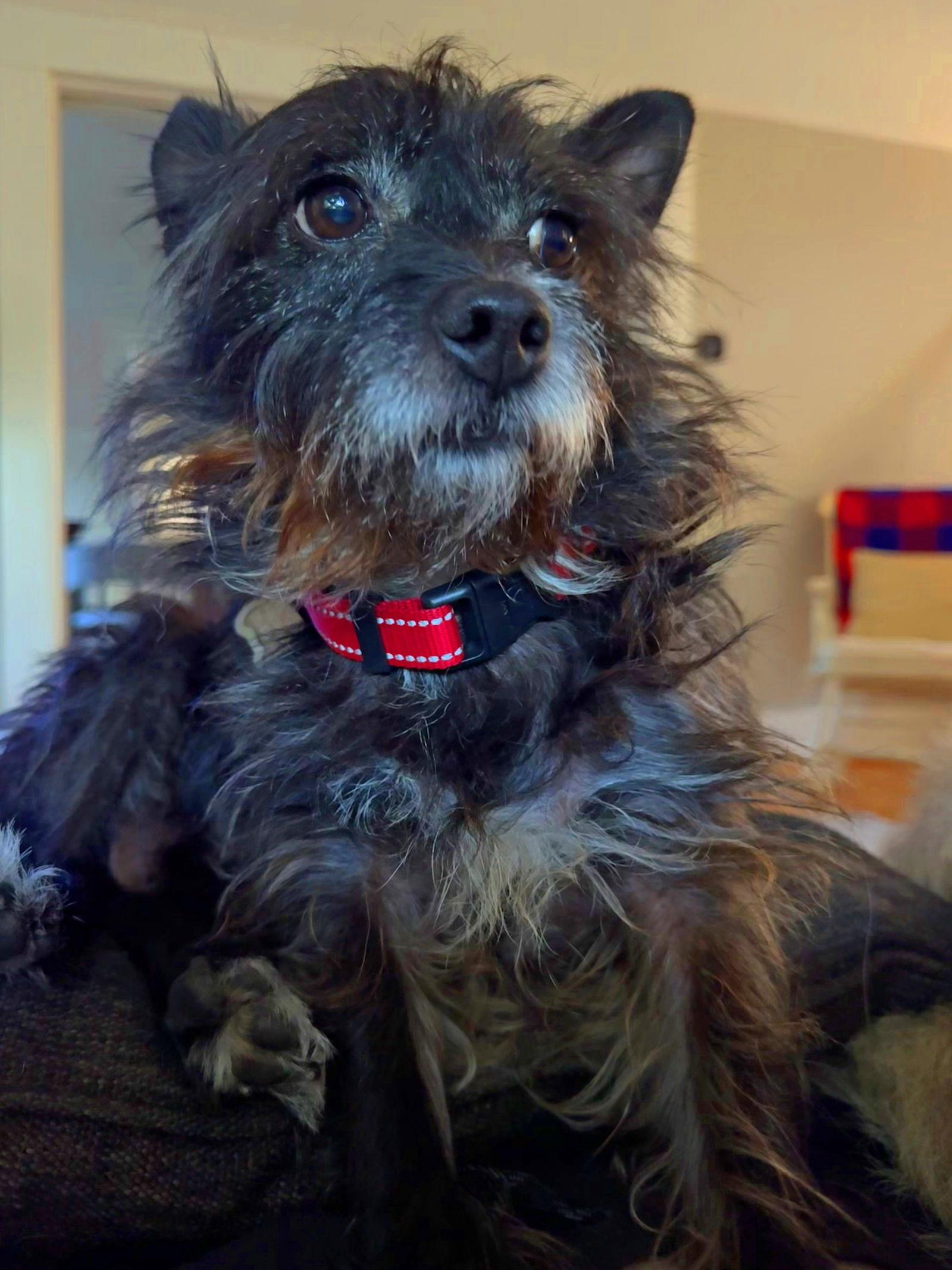 Enlarge Scruffy, a Adopted Terrier in Portland, OR image 2/3