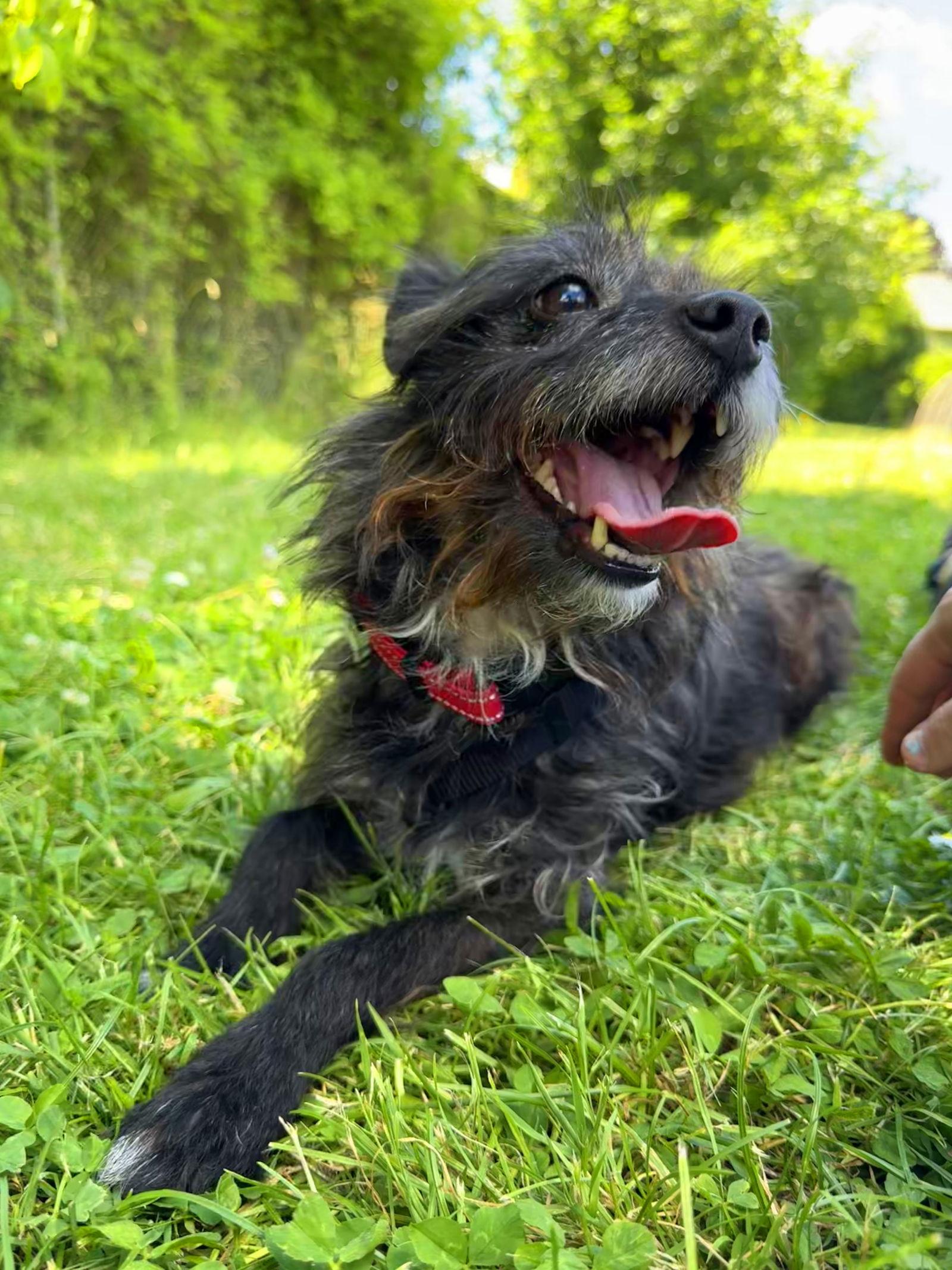 Enlarge Scruffy, a Adopted Terrier in Portland, OR image 3/3