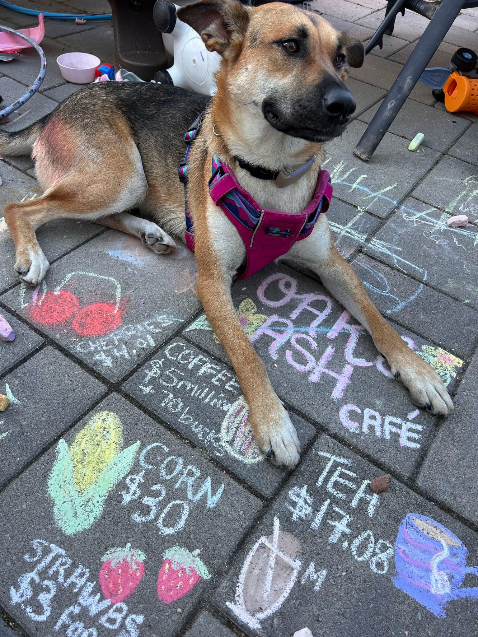 Enlarge SURY, a Adoptable mixed breed in Toronto, ON image 5/5