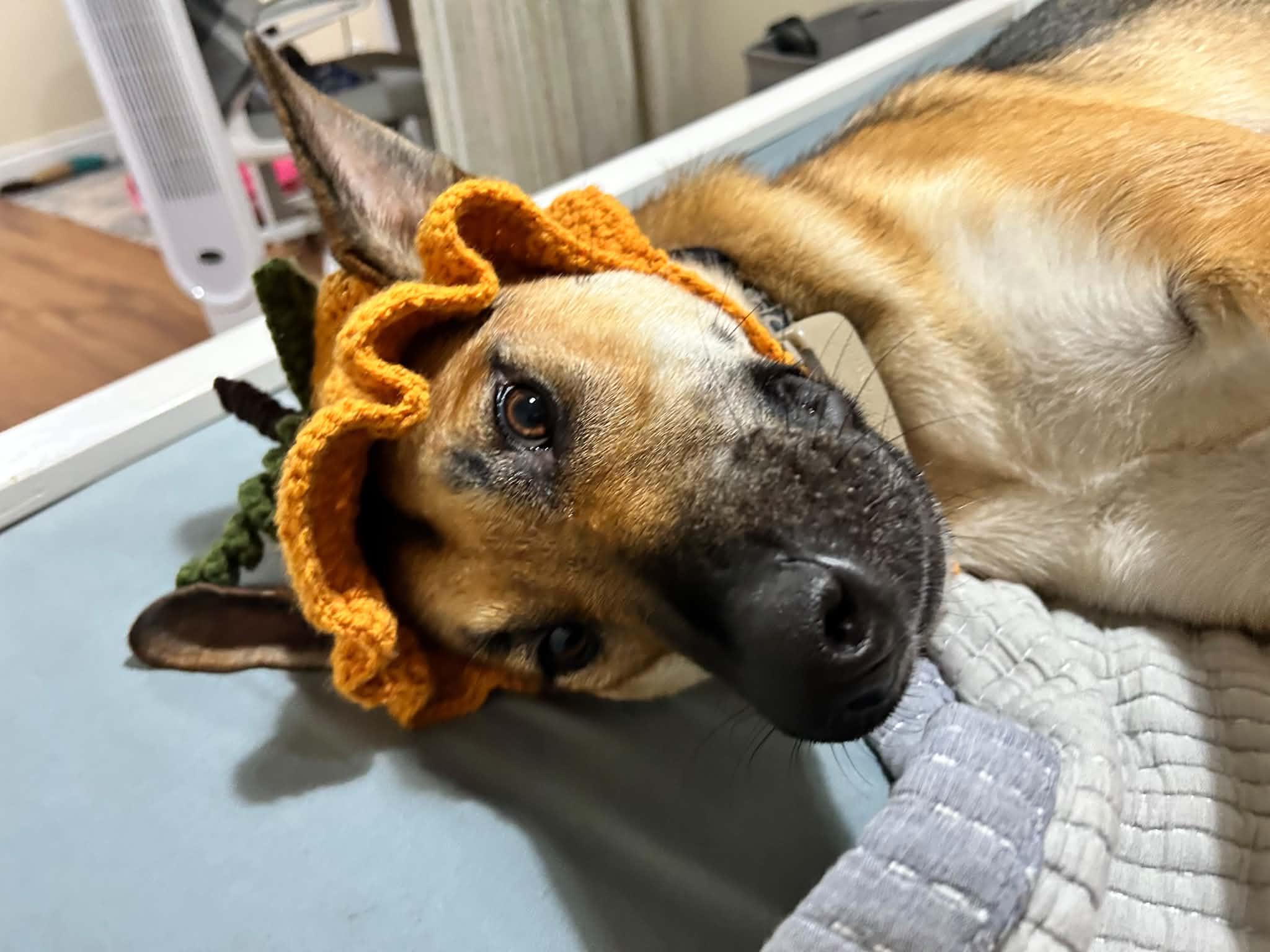 Enlarge SURY, a Adoptable mixed breed in Toronto, ON image 4/5