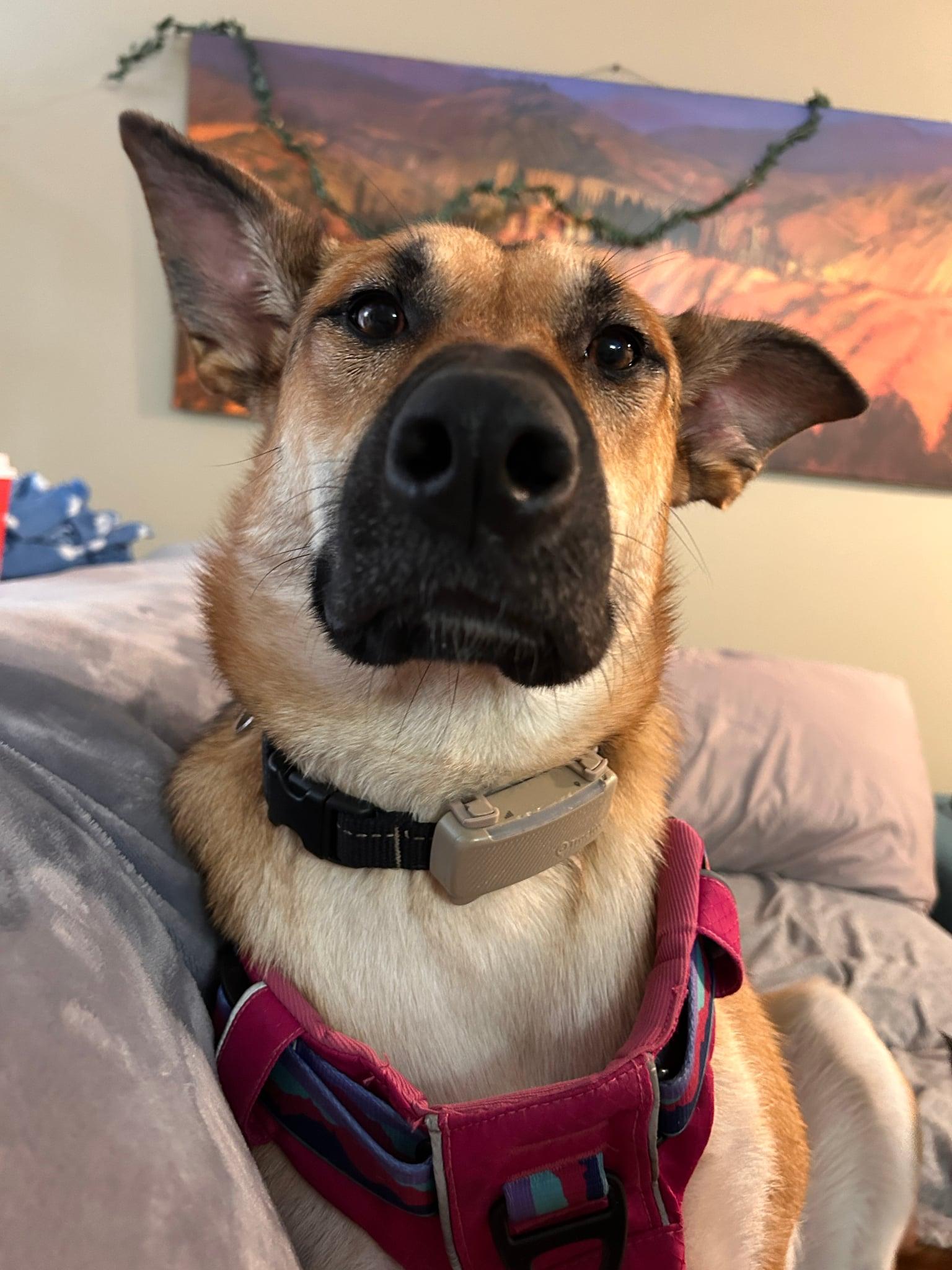 Enlarge SURY, a Adoptable mixed breed in Toronto, ON image 2/5