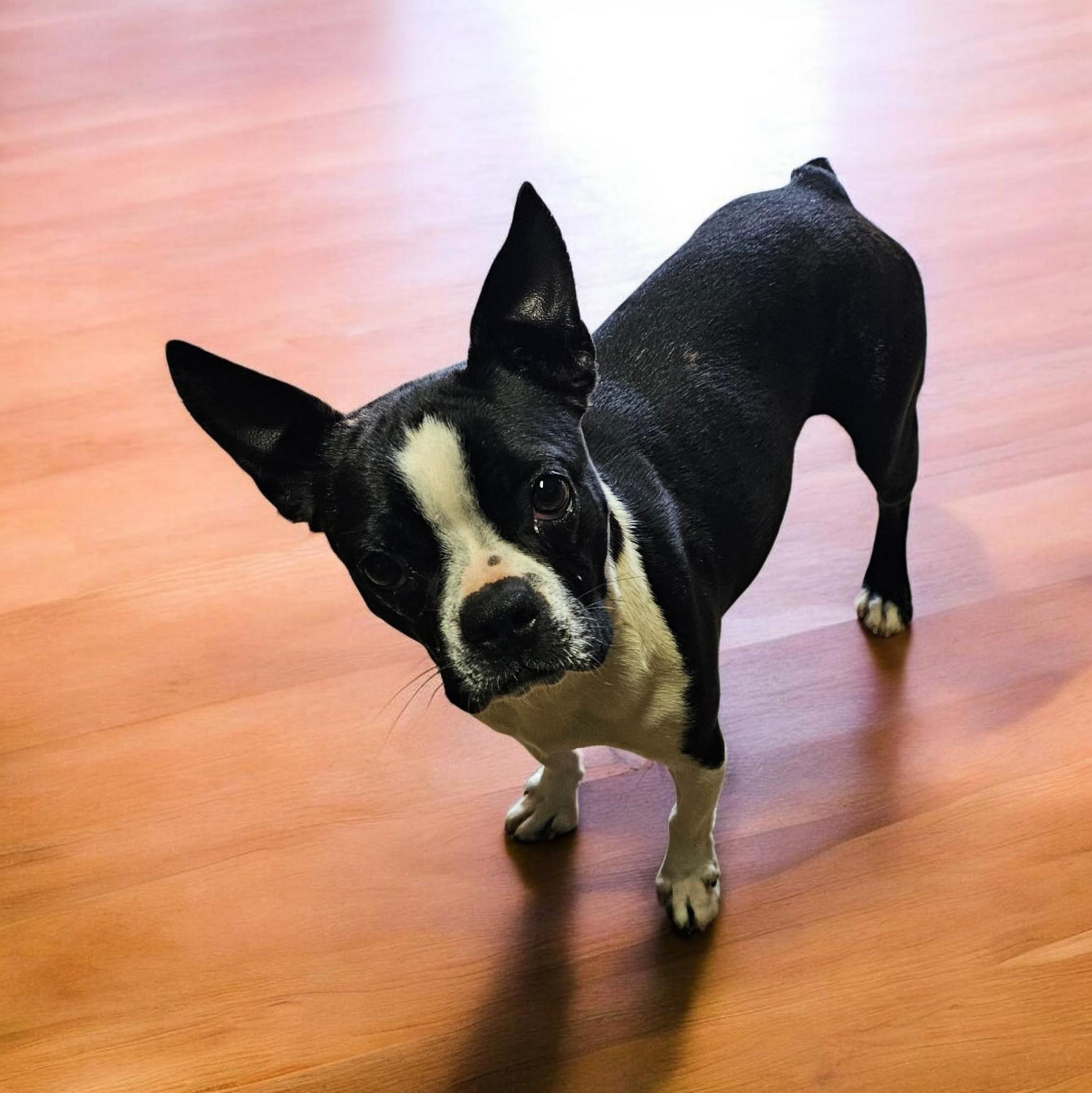 Ruth, adopted, Young Female Boston Terrier.