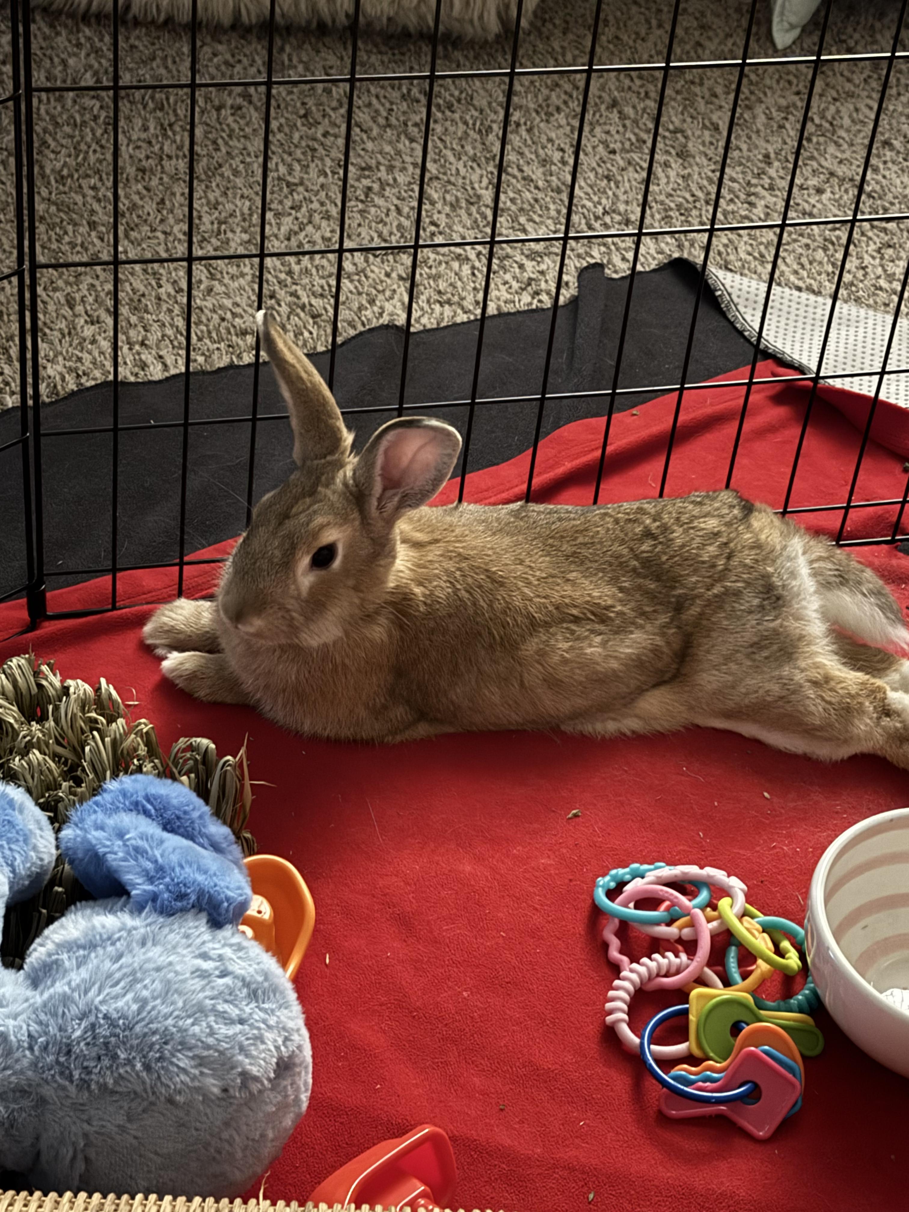Churro, ADOPTABLE, Young Male New Zealand.