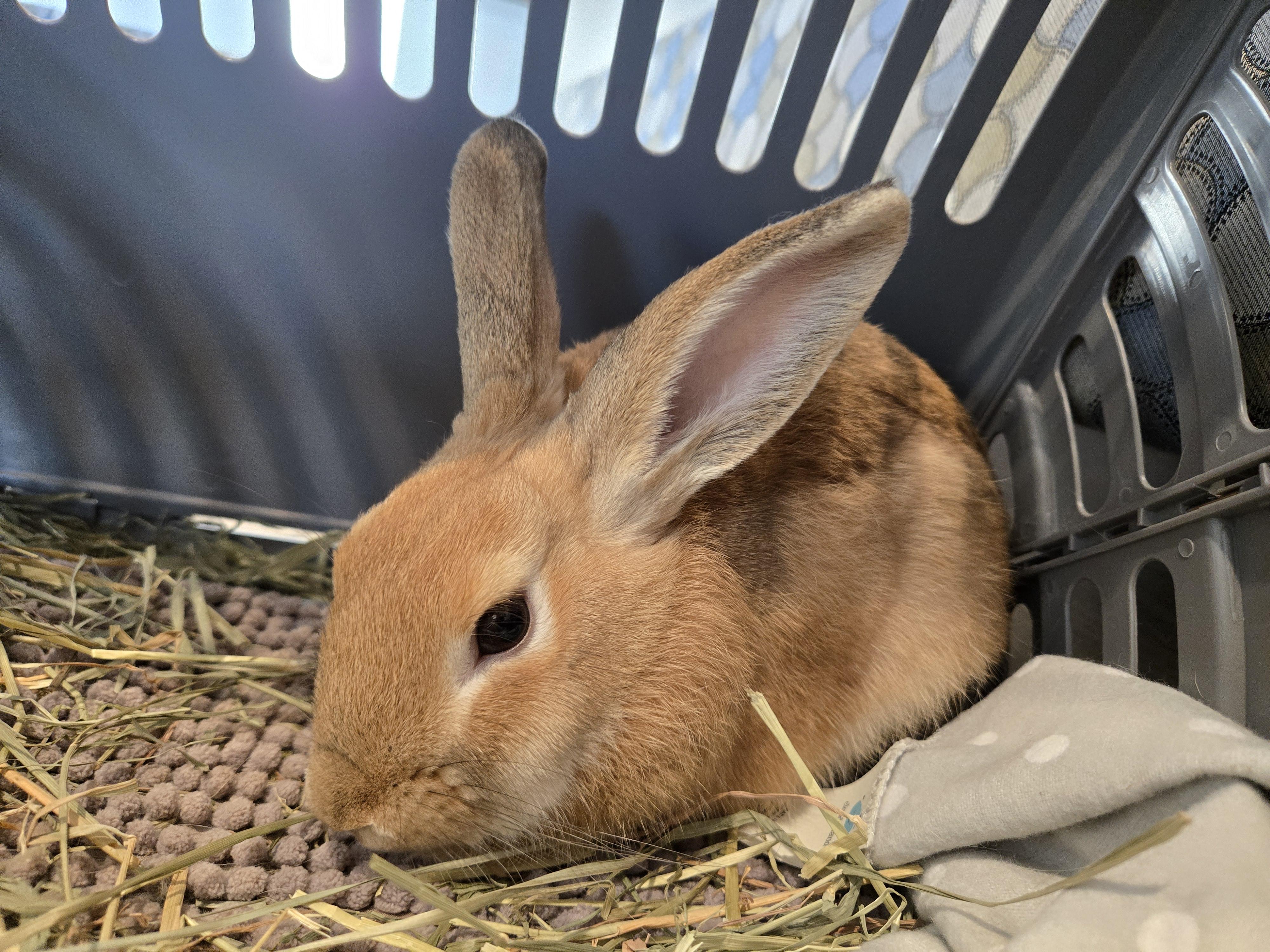 Churro, a ADOPTABLE New Zealand in San Antonio, TX image 5/5