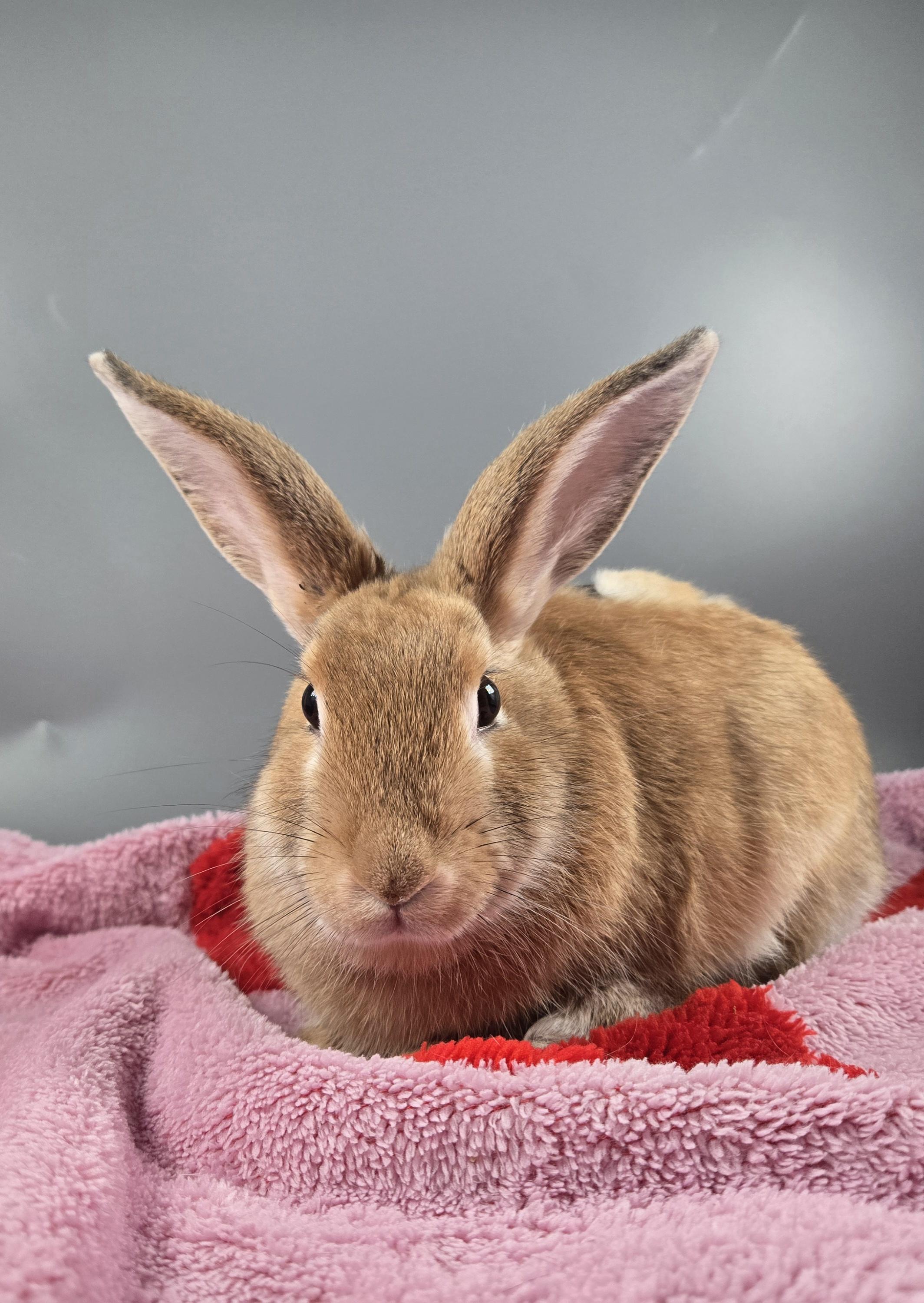 Churro, a ADOPTABLE New Zealand in San Antonio, TX image 2/5