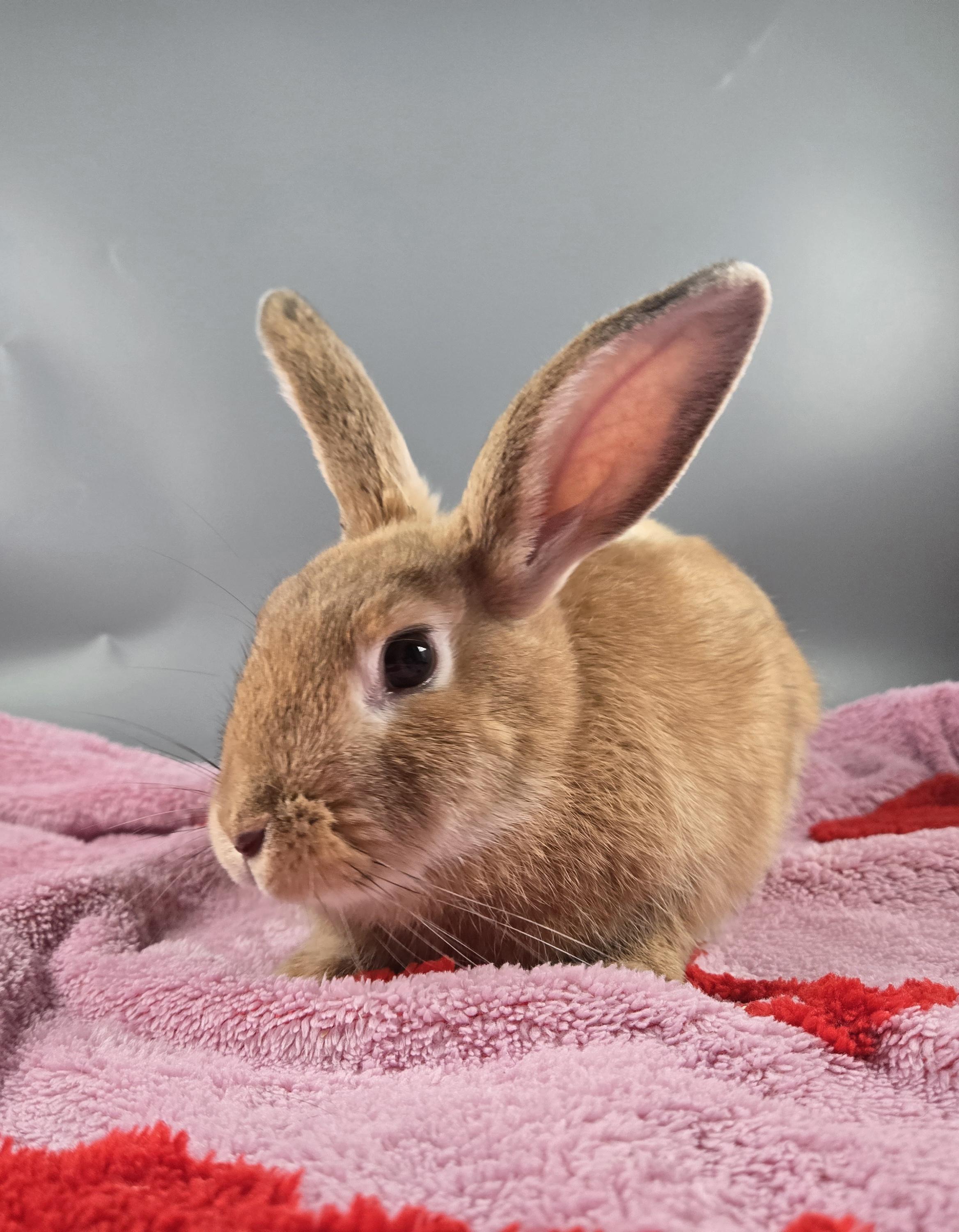 Churro, a ADOPTABLE New Zealand in San Antonio, TX image 3/5