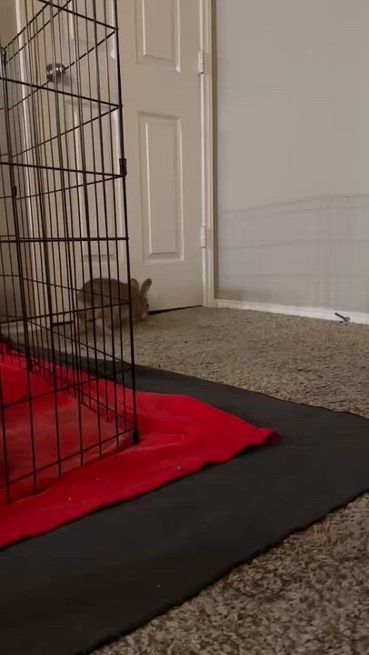 Enlarge Churro, a ADOPTABLE New Zealand in San Antonio, TX video 4/5