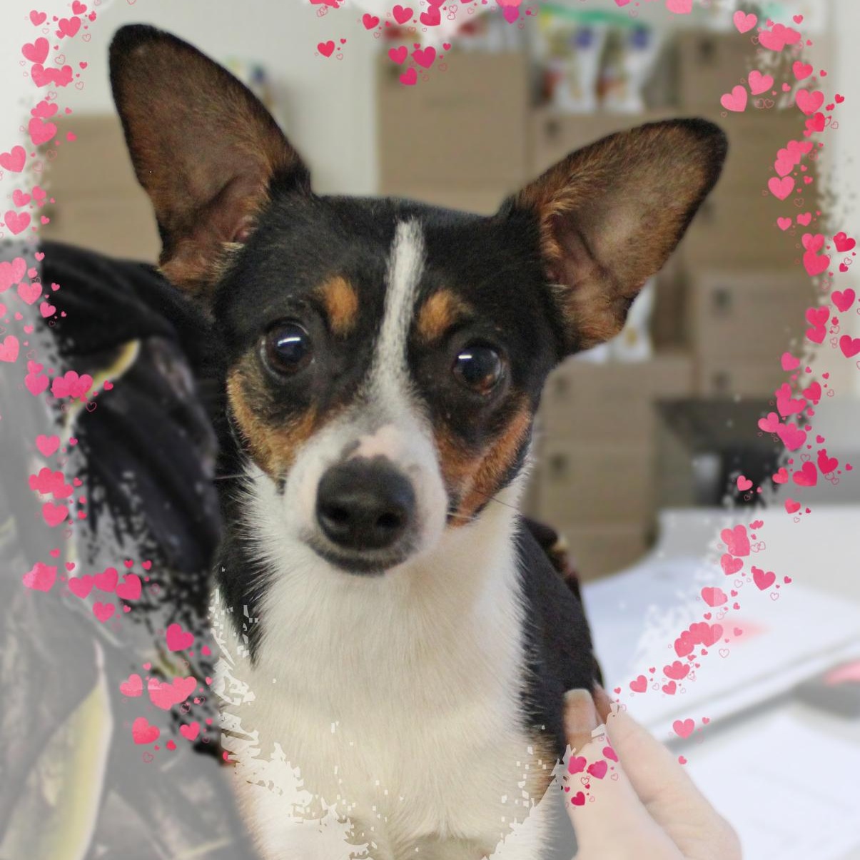 Enlarge Paisley, an adopted Mixed Breed in Amelia, OH image 1/1