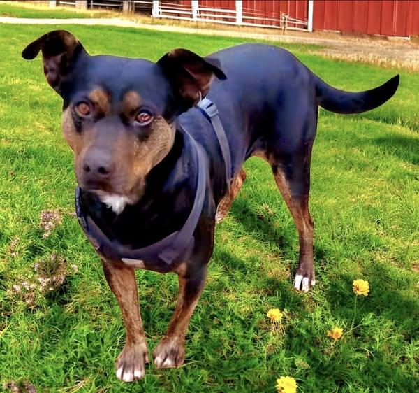 Dottie, Adoptable, Adult Female Pit Bull Terrier.