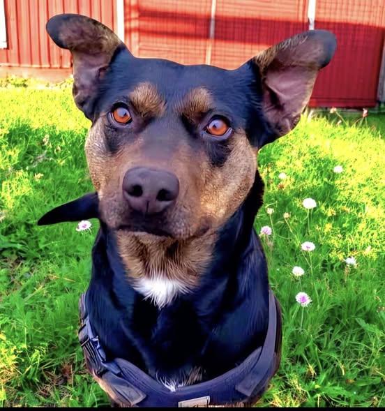 Dottie, a Adoptable mixed breed in Centerville, TN image 3/6