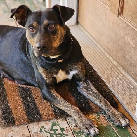 Dottie, a Adoptable mixed breed in Centerville, TN image 2/6