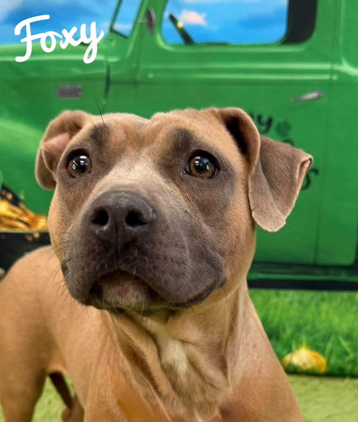 Foxy, ADOPTABLE, Adult Female Mixed Breed.