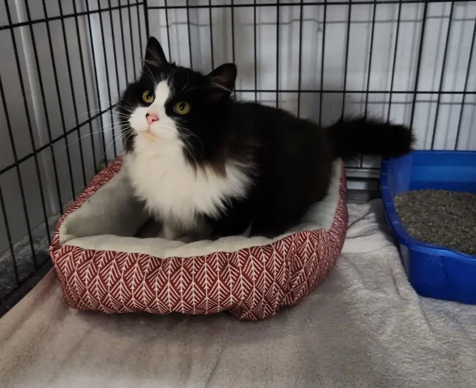 Sparkles, a Adopted Norwegian Forest Cat in Le Mars, IA image 1/3