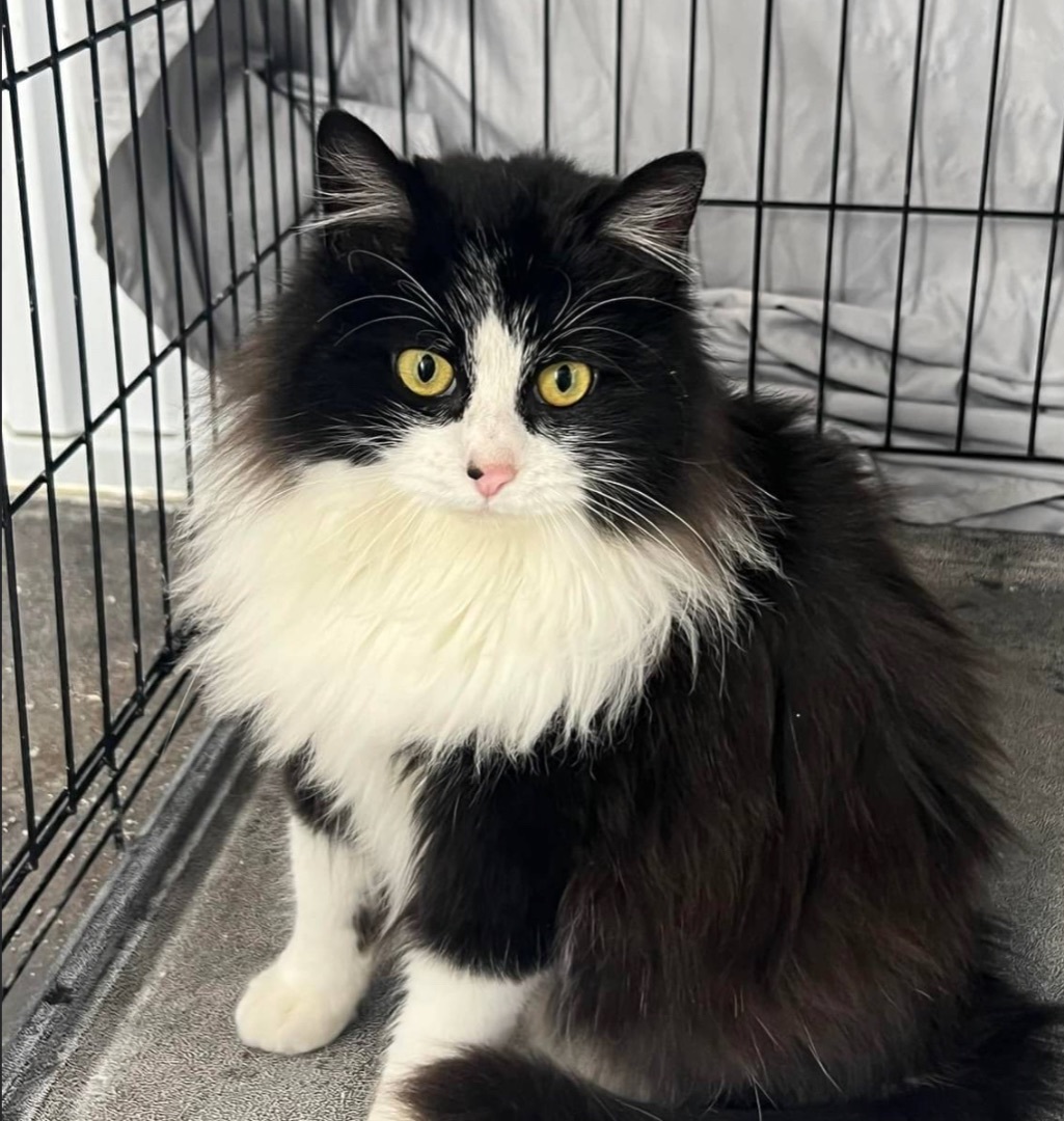 Sparkles, a Adopted Norwegian Forest Cat in Le Mars, IA image 2/3