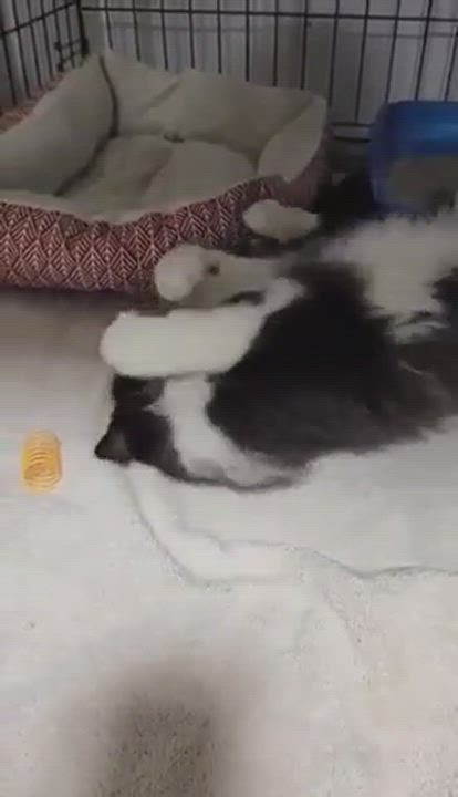 Enlarge Sparkles, a Adopted Norwegian Forest Cat in Le Mars, IA video 3/3