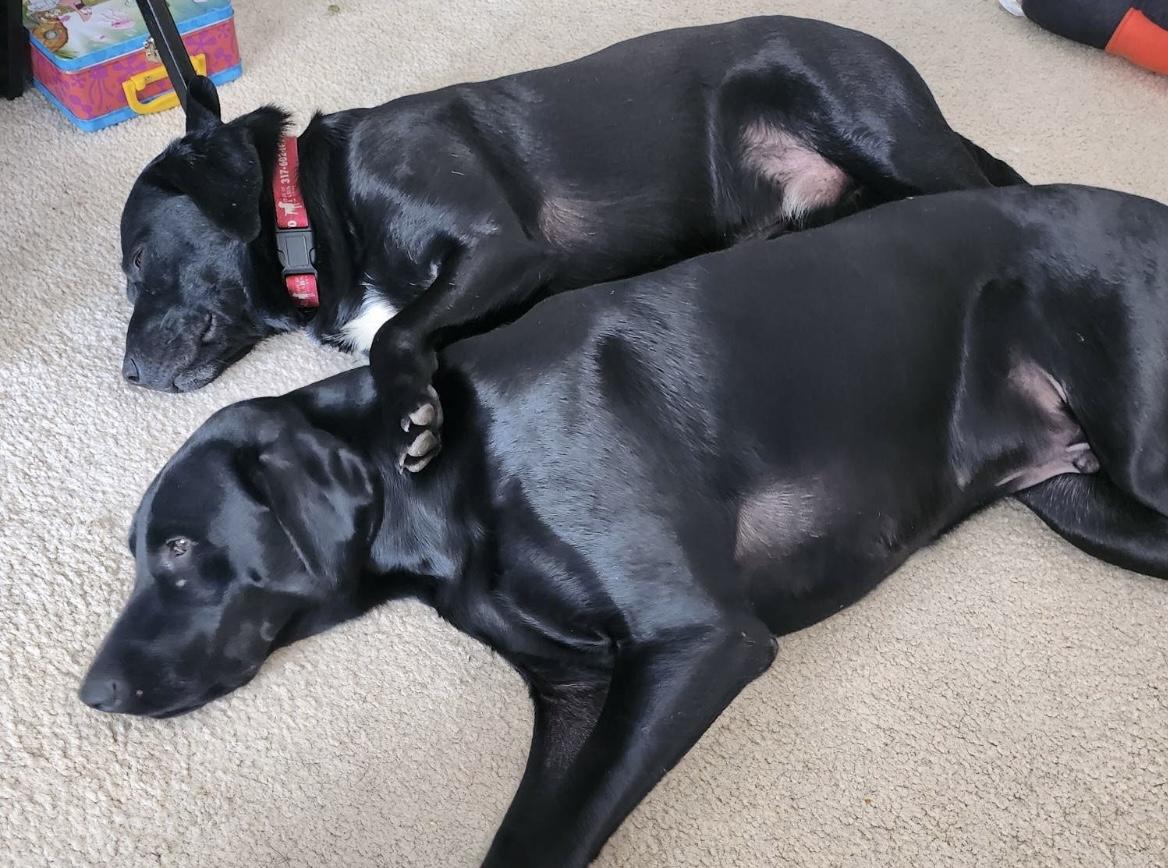 Enlarge Riley, a Adoptable Labrador Retriever in Indianapolis, IN image 6/6